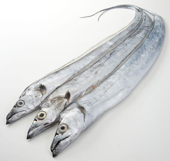 22lb (700/1000UP) Ribbon Fish-냉동) 갈치