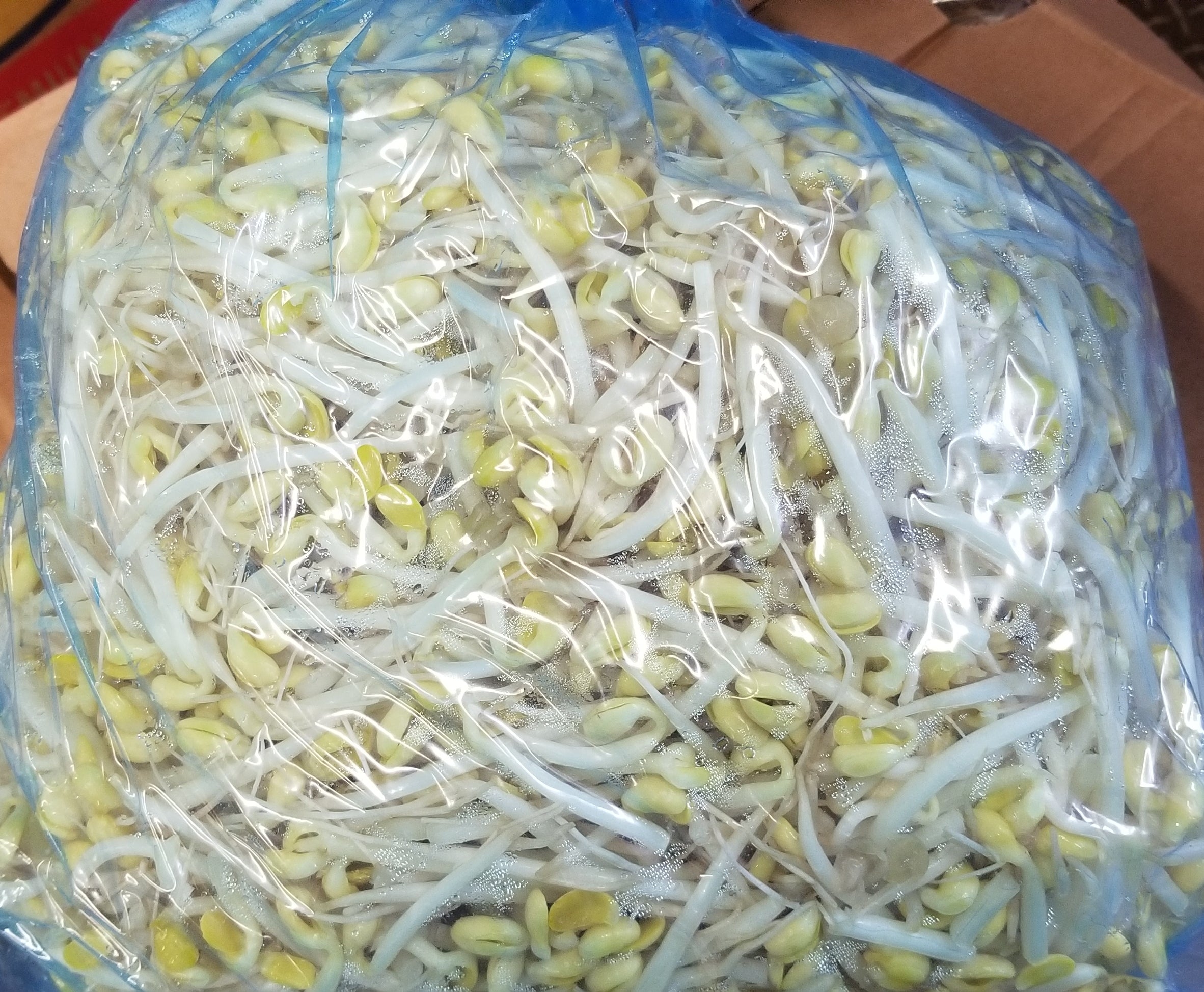 10lb Soy Bean Sprout (Kongnamul)-콩나물