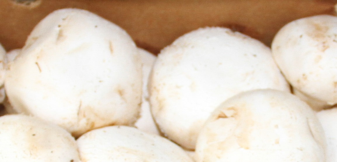 10lb White Mushroom-양송이버섯