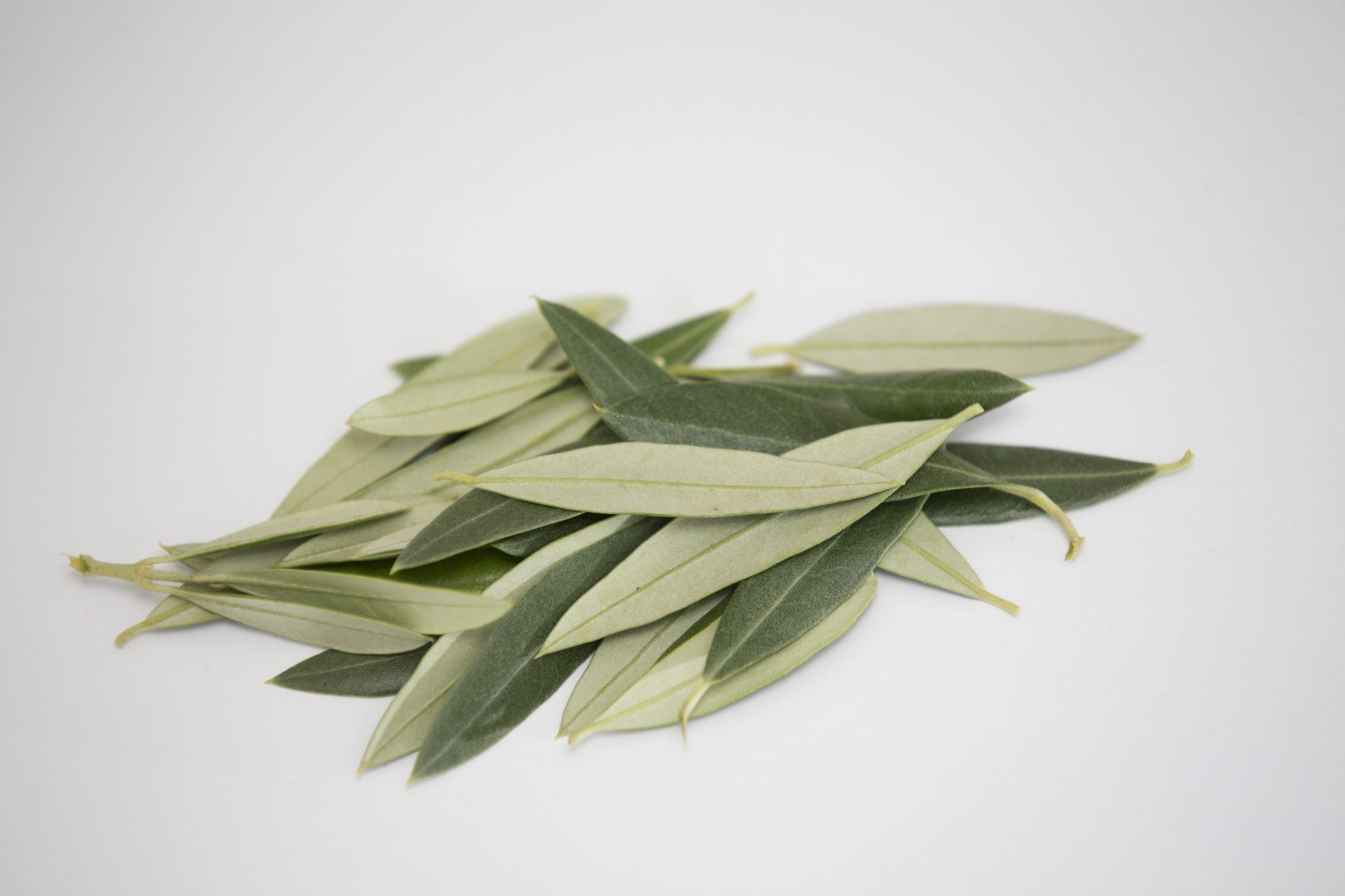 올리브 잎 OLIVE Leaf