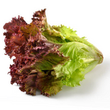 레드상추 - Red Lettuce