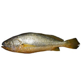 10lb (80/100) Yellow Croaker-조기
