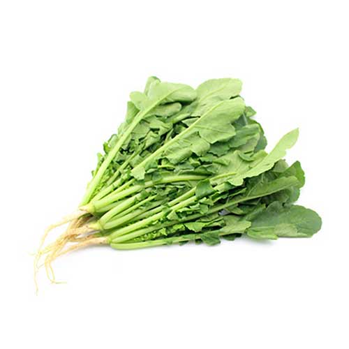 열무 Baby Radish