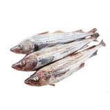 Whiting Fish-생태