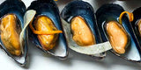 Fresh (PEI) Mussel-후레쉬) 홍합