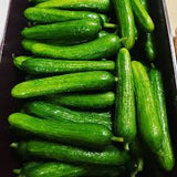 Percian Cuke (Small Box)-페르시안오이