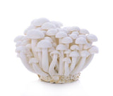 Simeji Mushroom (White) 9pk-시메지버섯(흰색)