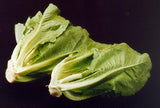 Romaine-로메인