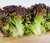 Red Leaf (Lettuce)-레드 상추