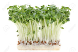 Daikon Cress (Musoon)-무순