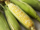 Fresh Corn-후)옥수수