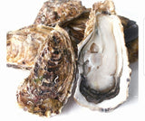 144pc Oyster ***Half Shell***-석화