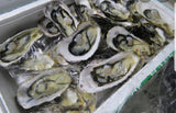 144pc Oyster ***Half Shell***-석화