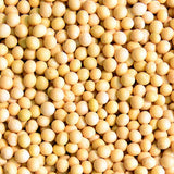 메주콩 50LB - Soy Bean