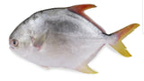 40lb  600/800 Golden Pompano-금병어