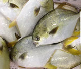 40lb  600/800 Golden Pompano-금병어