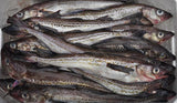 Whiting Fish-생태