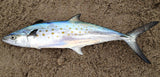 Spanish Mackerel-후레쉬) 삼치