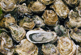 Oyster (Fresh)-후) 오이스터