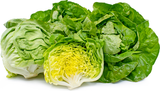 Boston Lettuce-보스턴 상추