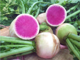 Watermelon Radish-워터멜론라디쉬